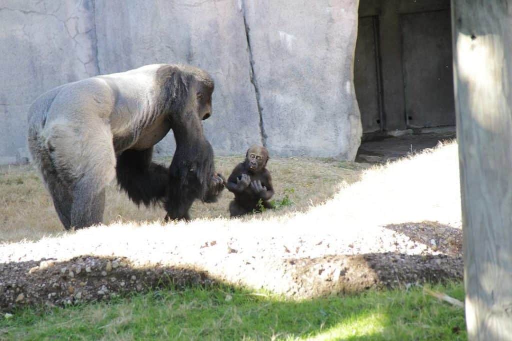gorillas at the zoo-Things to do in Dallas-Ft Worth and date night in Fort Worth at the zoo