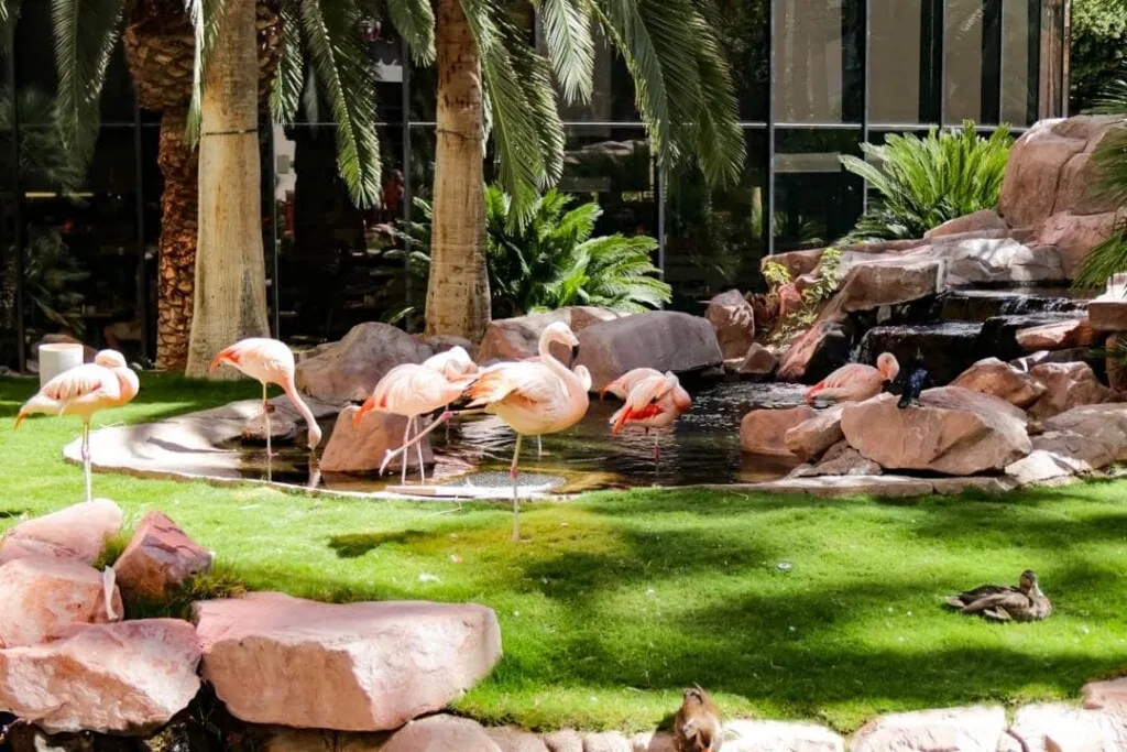flamingos standing in a small pond 