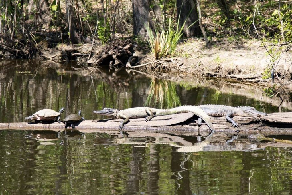 alligator and turtles on log