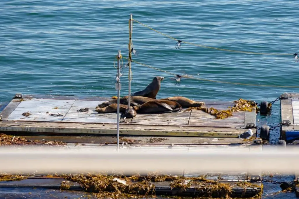 sea lions on a dock in San Diego