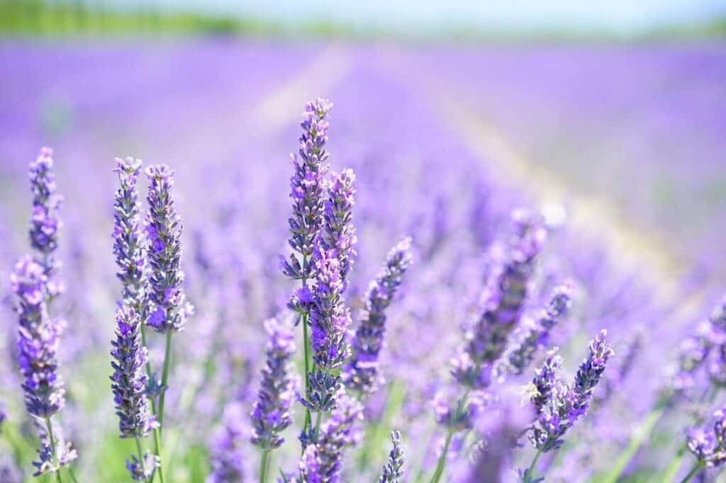 Things to do in Wimberley TX- lavender fields