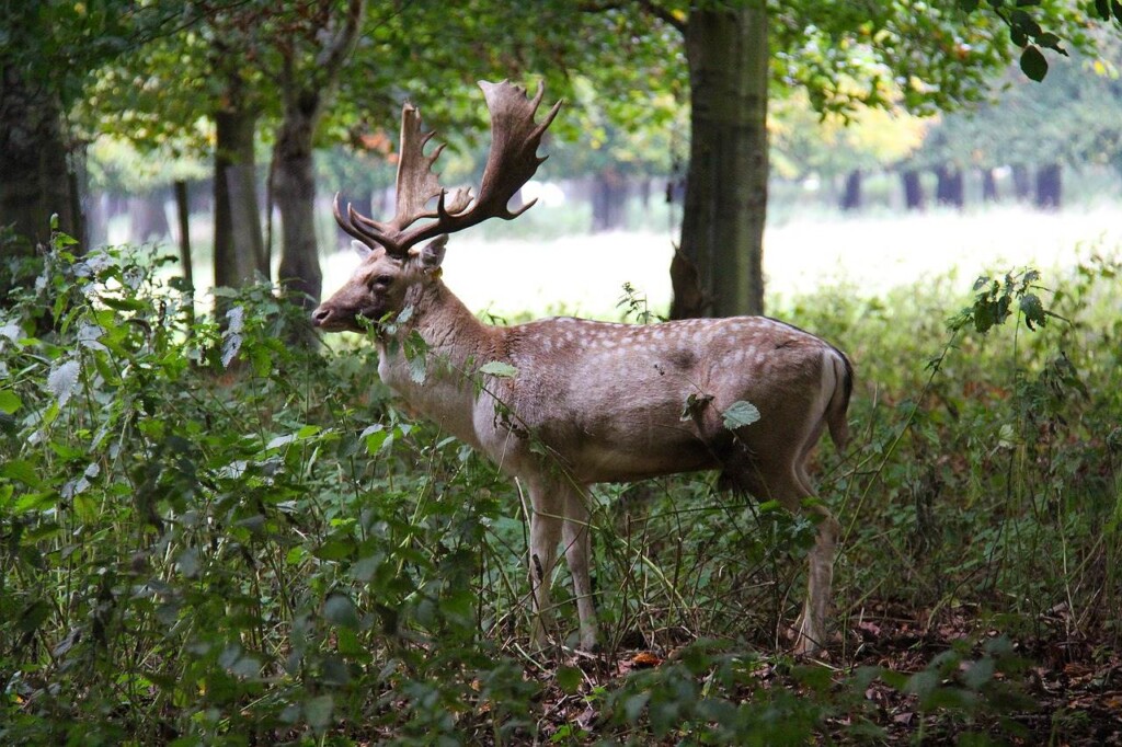phoenix park is one of the free things to do in dublin