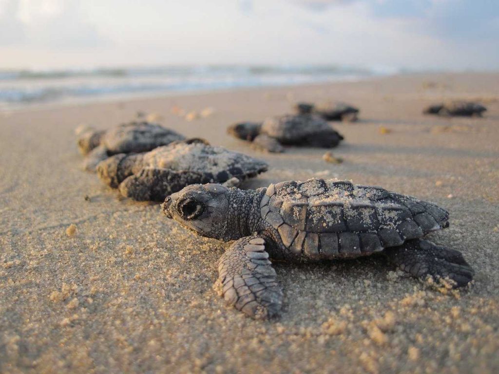 baby sea turtles in the sand