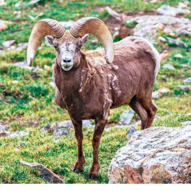 20 Fun Things to do in Estes Park Colorado