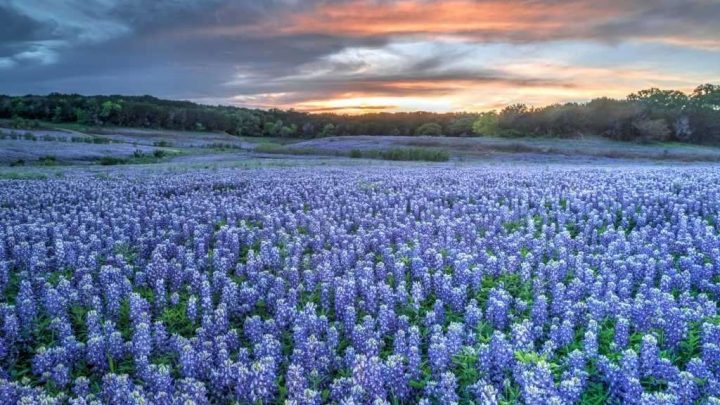 Bluebonnets in Texas: 12 Great Places to See Them