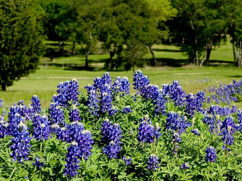 bluebonnets in Texas-Ennis