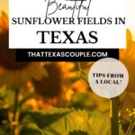 Sunflower fields in Texas