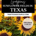 Sunflower fields in Texas