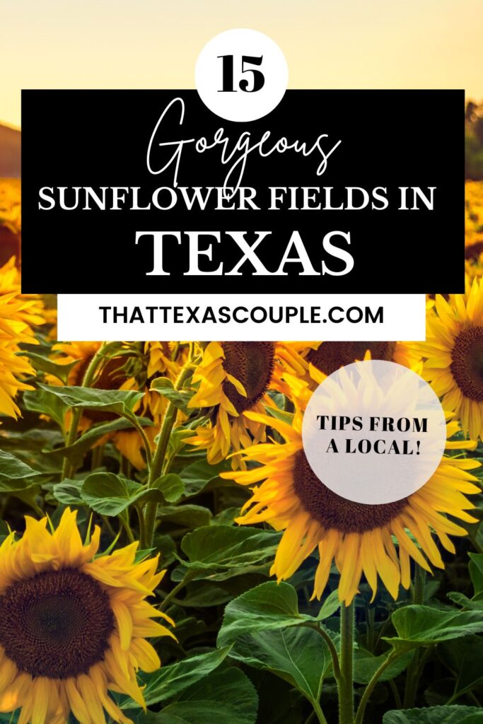 Sunflower fields in Texas