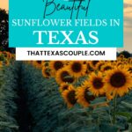 Sunflower fields in Texas