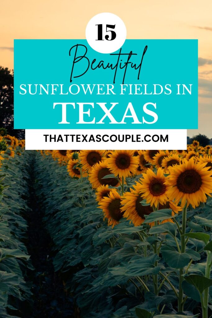Sunflower fields in Texas