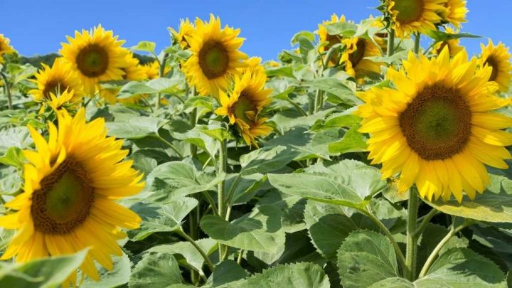 sunflowers Texas