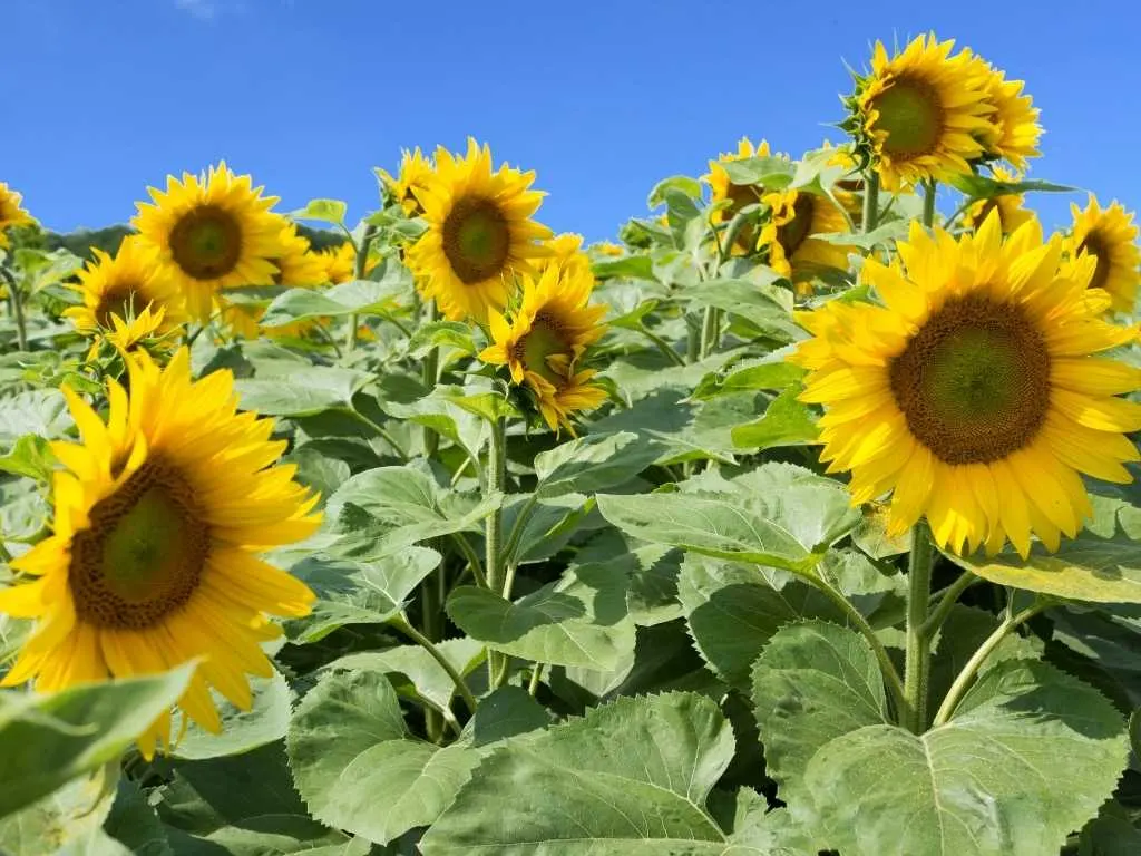 sunflowers Texas