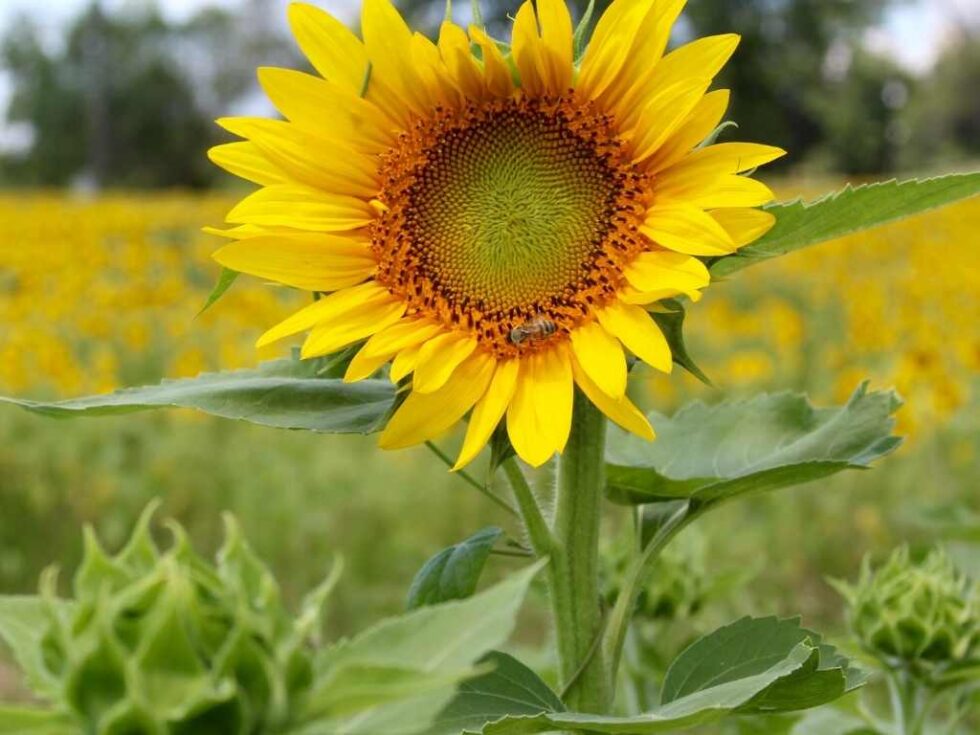 15 Amazing Sunflower Fields in Texas That Texas Couple