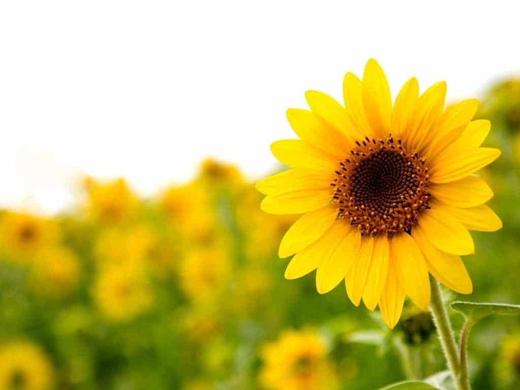 sunflower fields in Texas