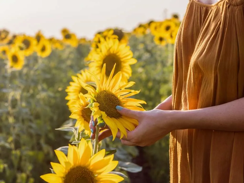 facts about sunflowers