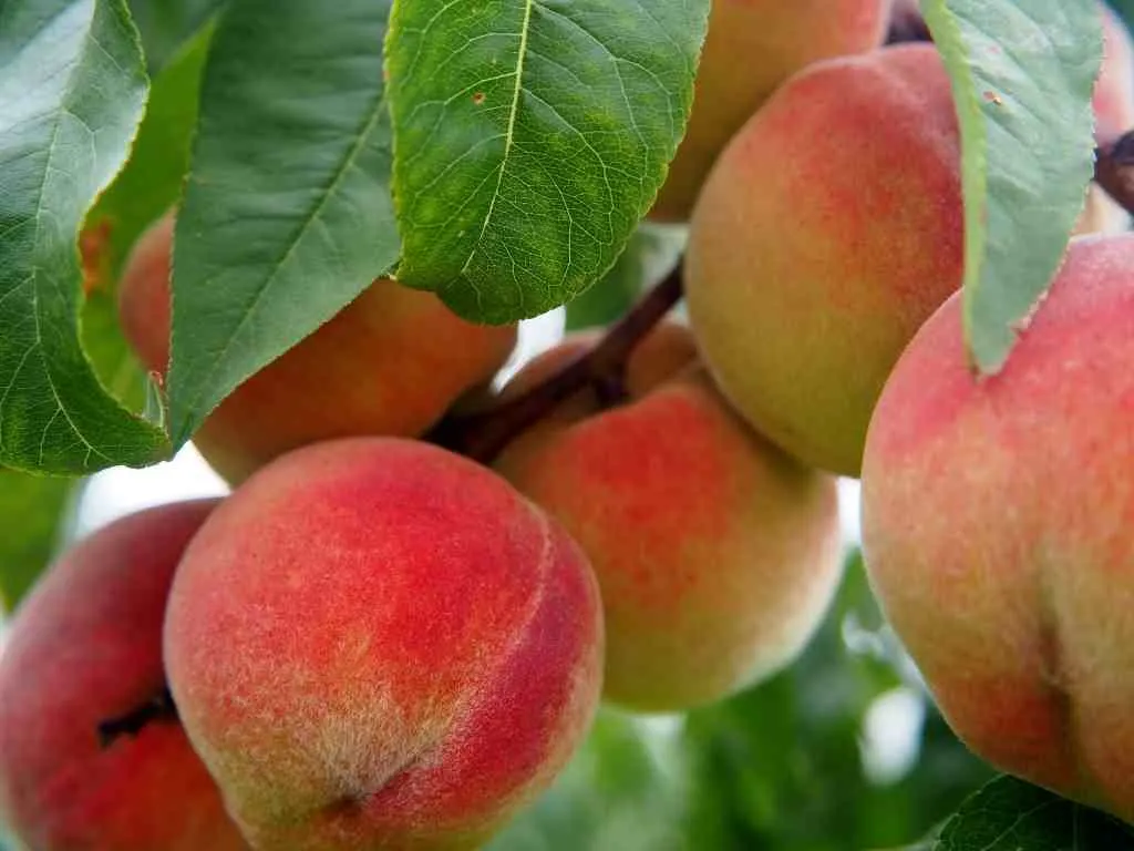 peaches hanging from the tree in a Fredericksburg peach orchard