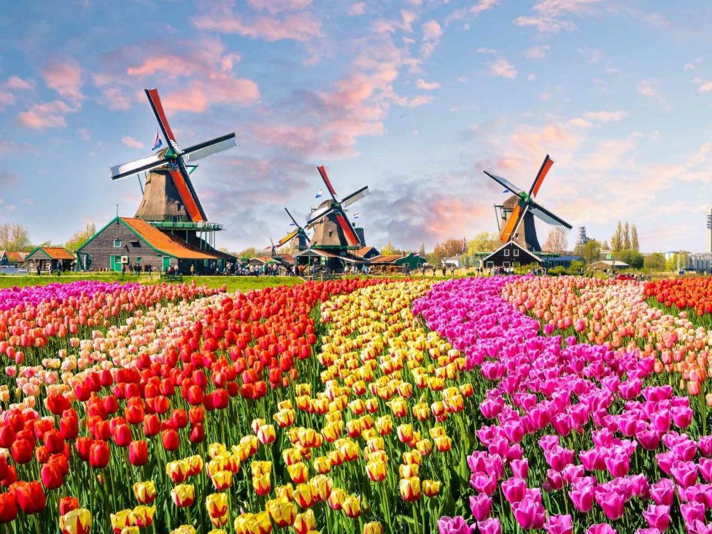 tulips and windmills in Amsterdam