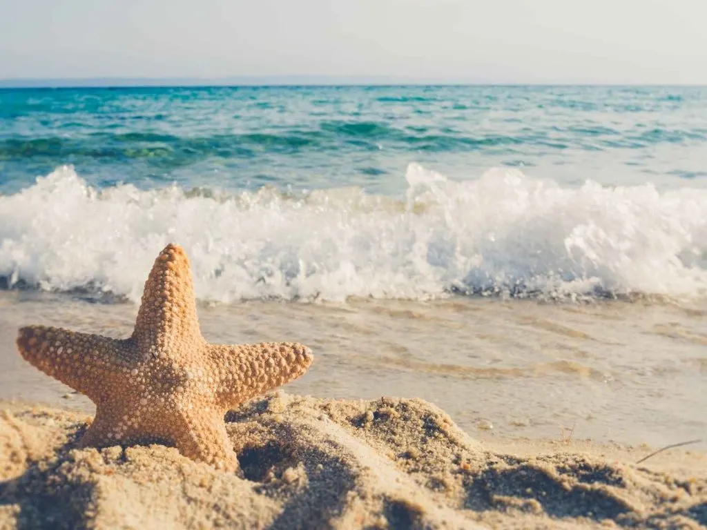 beach and starfish-“Live in the sunshine, swim the sea, drink the wild air.” — Ralph Waldo Emerson 