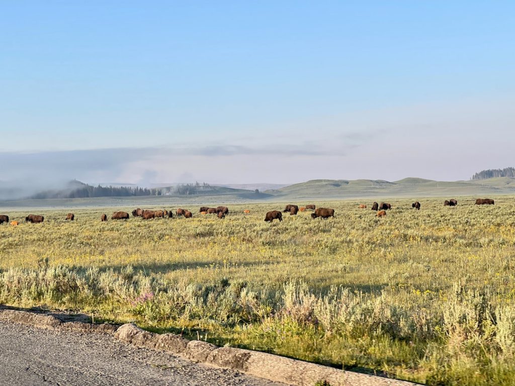 herd of buffalo in a field