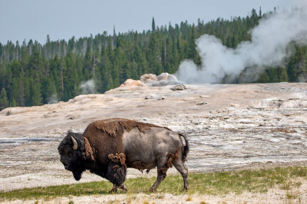 buffalo in front of Old Fairthful-3 day Yellowstone itinerary