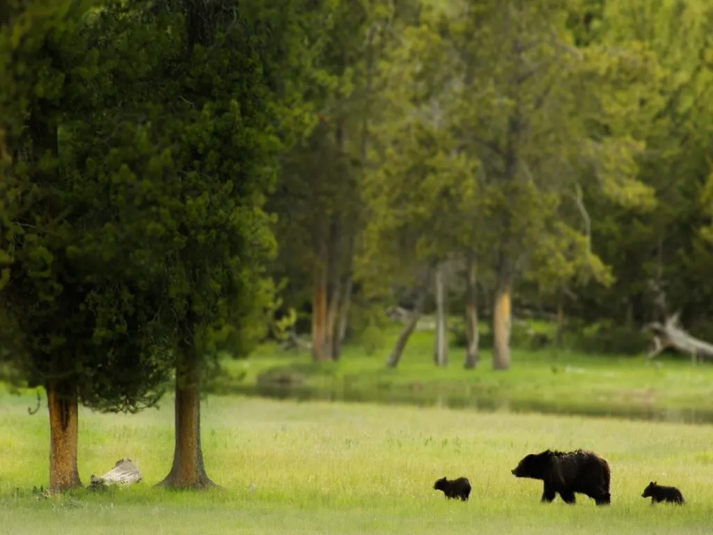 bears in a meadow in Yellowstone
