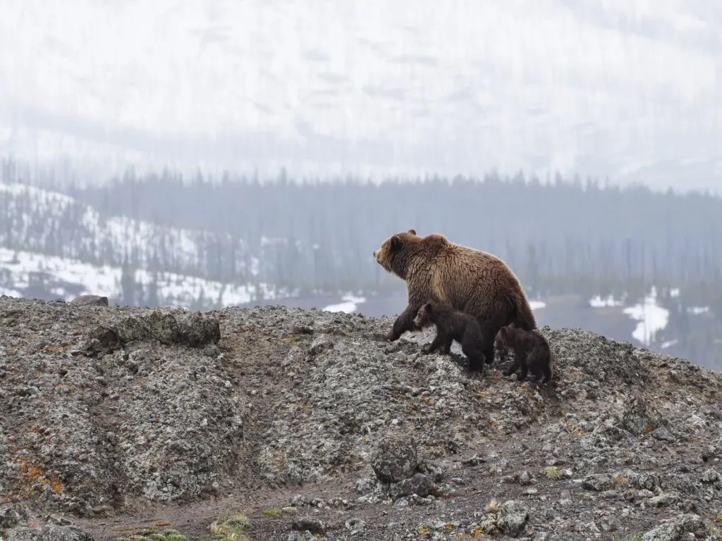 bear and 2 cubs on mountain top with snow covered mountains