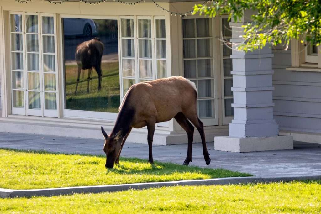 elk in front of house in Mammoth Village