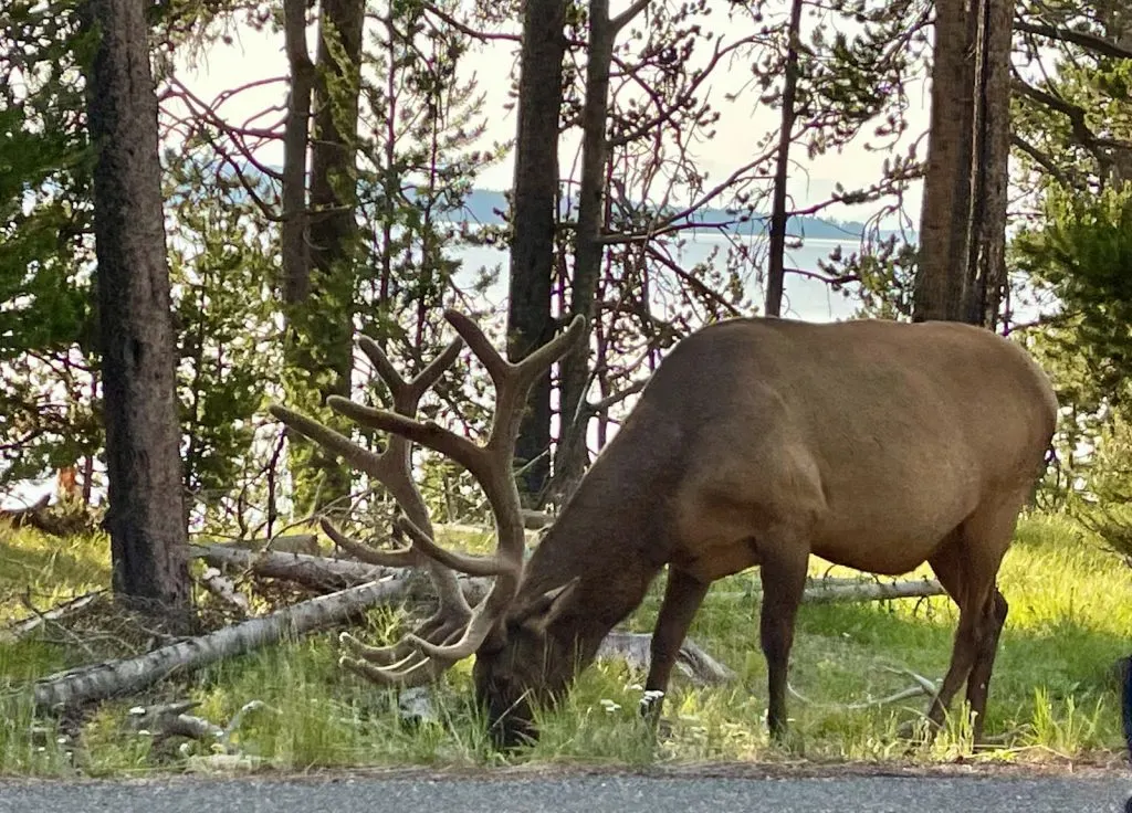 elk grazing by a lake with trees