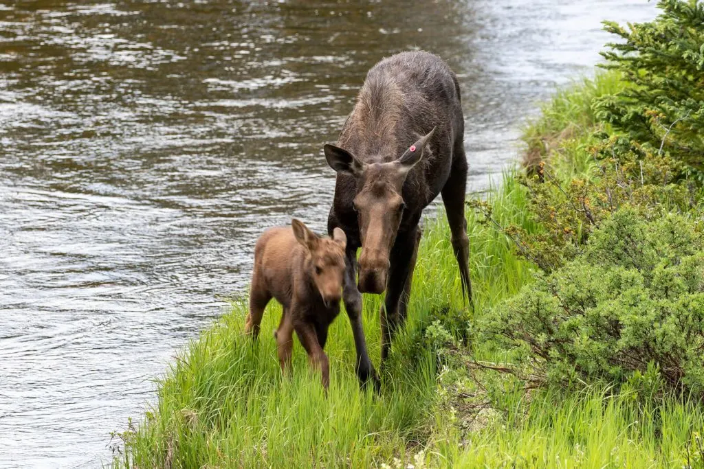 mother and baby moose by river