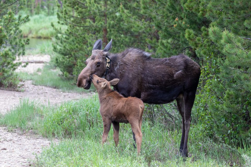 20 Fun Things to do in Estes Park Colorado That Texas Couple