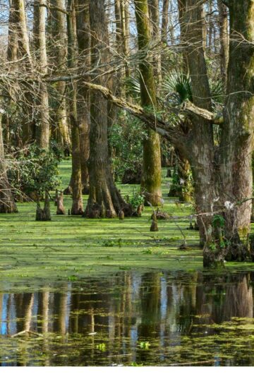 things to do in New Orleans