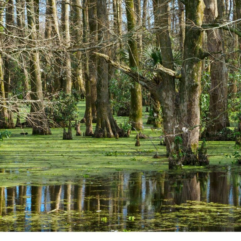 The Perfect Day Trip from New Orleans