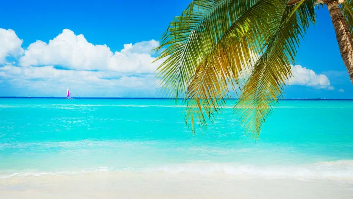 turquoise water with white sand beach and palm tree