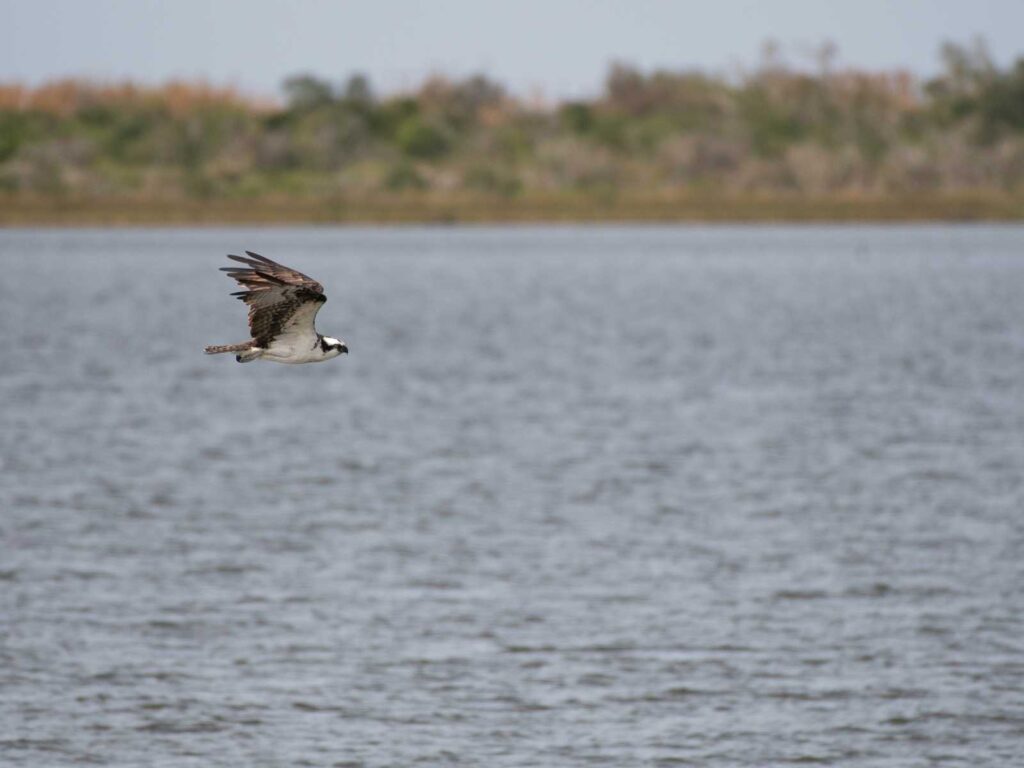 bird flying over water