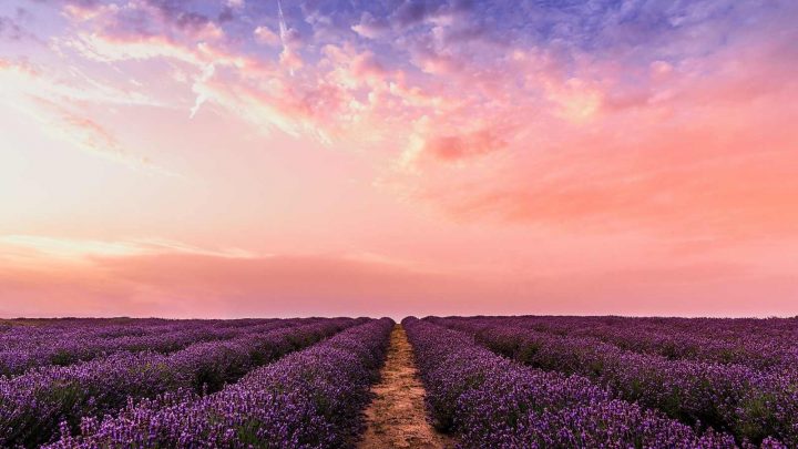 Gorgeous Lavender Fields in Texas (and Lavender Festivals)