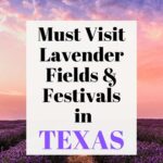 lavender fields in Texas pin