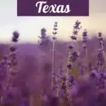 Texas lavender fields pin