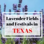 lavender festivals in Texas pin