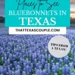 bluebonnets in Texas