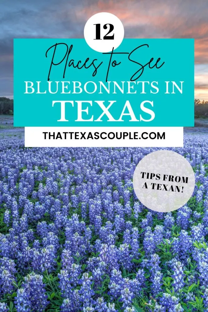 bluebonnets in Texas