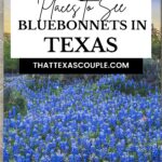 bluebonnets in Texas