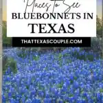 bluebonnets in Texas