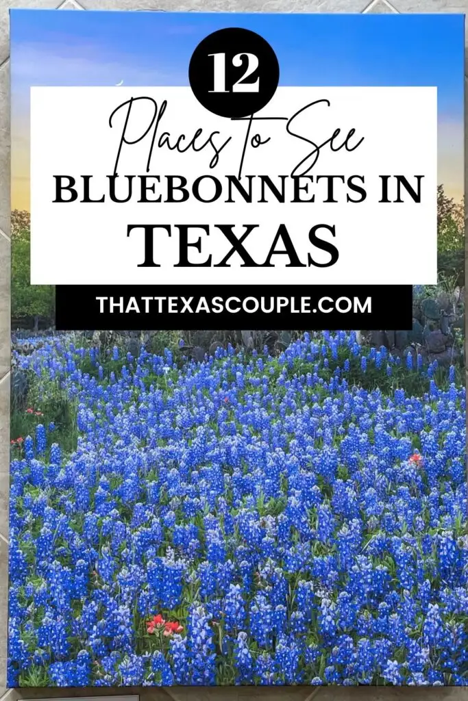 bluebonnets in Texas