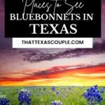 bluebonnets in Texas