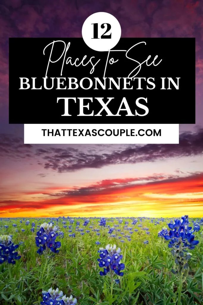 bluebonnets in Texas
