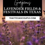 lavender fields in Texas