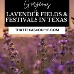 lavender fields in Texas