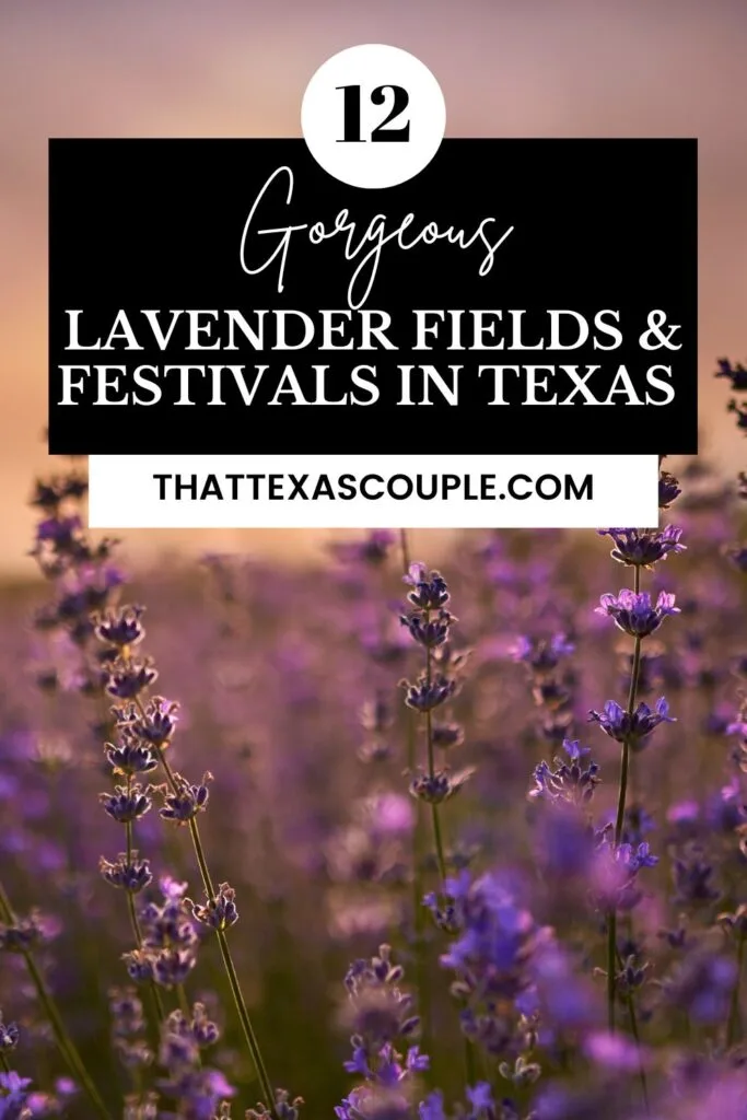 lavender fields in Texas