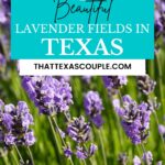lavender fields in Texas